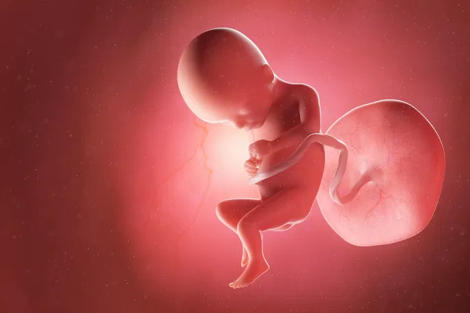 Desenvolvimento do bebe 17 semanas de gestação: o que esperar nessa fase