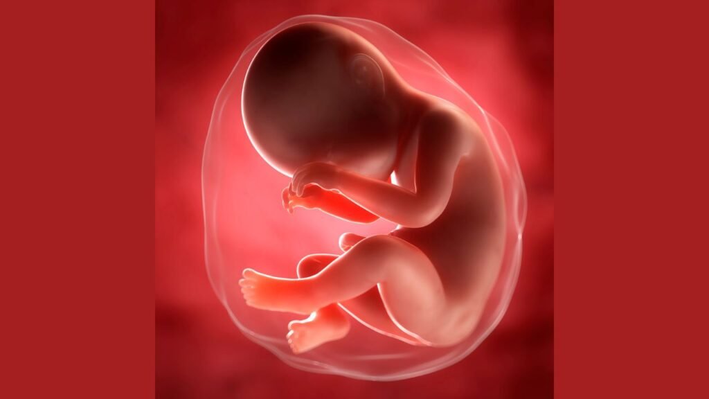 Desenvolvimento do bebe 22 semanas de gestacao: o que esperar nesta fase