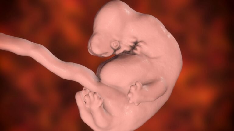 Desenvolvimento do bebe 17 semanas de gestação: o que esperar nessa fase