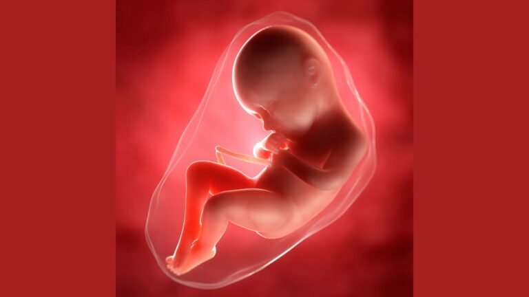 Perfil biofisico fetal: Desenvolvimento do bebe 28 semanas de gestacao