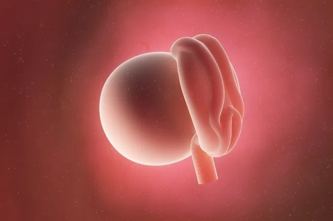 Desenvolvimento do bebe 4 semanas de gestacao: quais mudanças acontecem nesta fase?